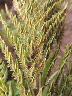 Image of Dryopteris athamantica (Kunze) O. Kuntze