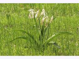 Imagem de Crinum arenarium Herb.