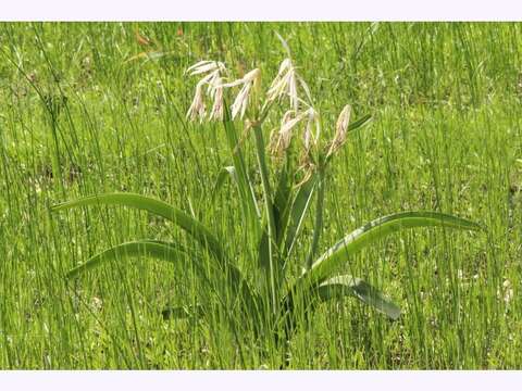 Image of Crinum arenarium Herb.