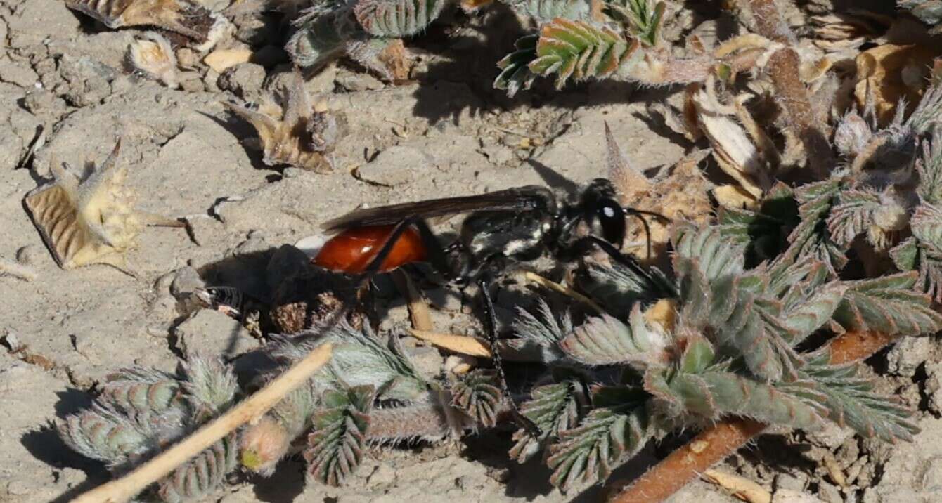 Image of Mud dauber