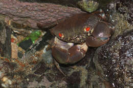 Image of smooth redeye crab