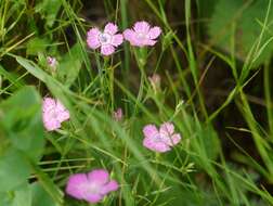 Image of Dianthus carbonatus Klokov