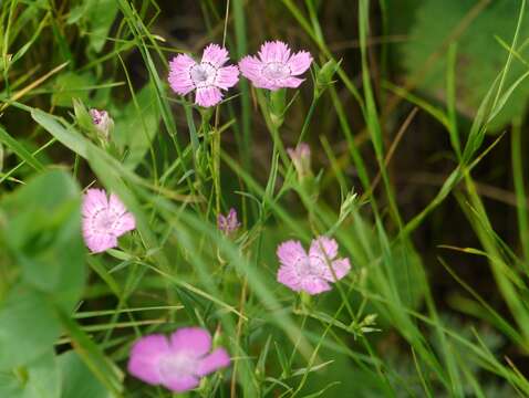 Image of Dianthus carbonatus Klokov