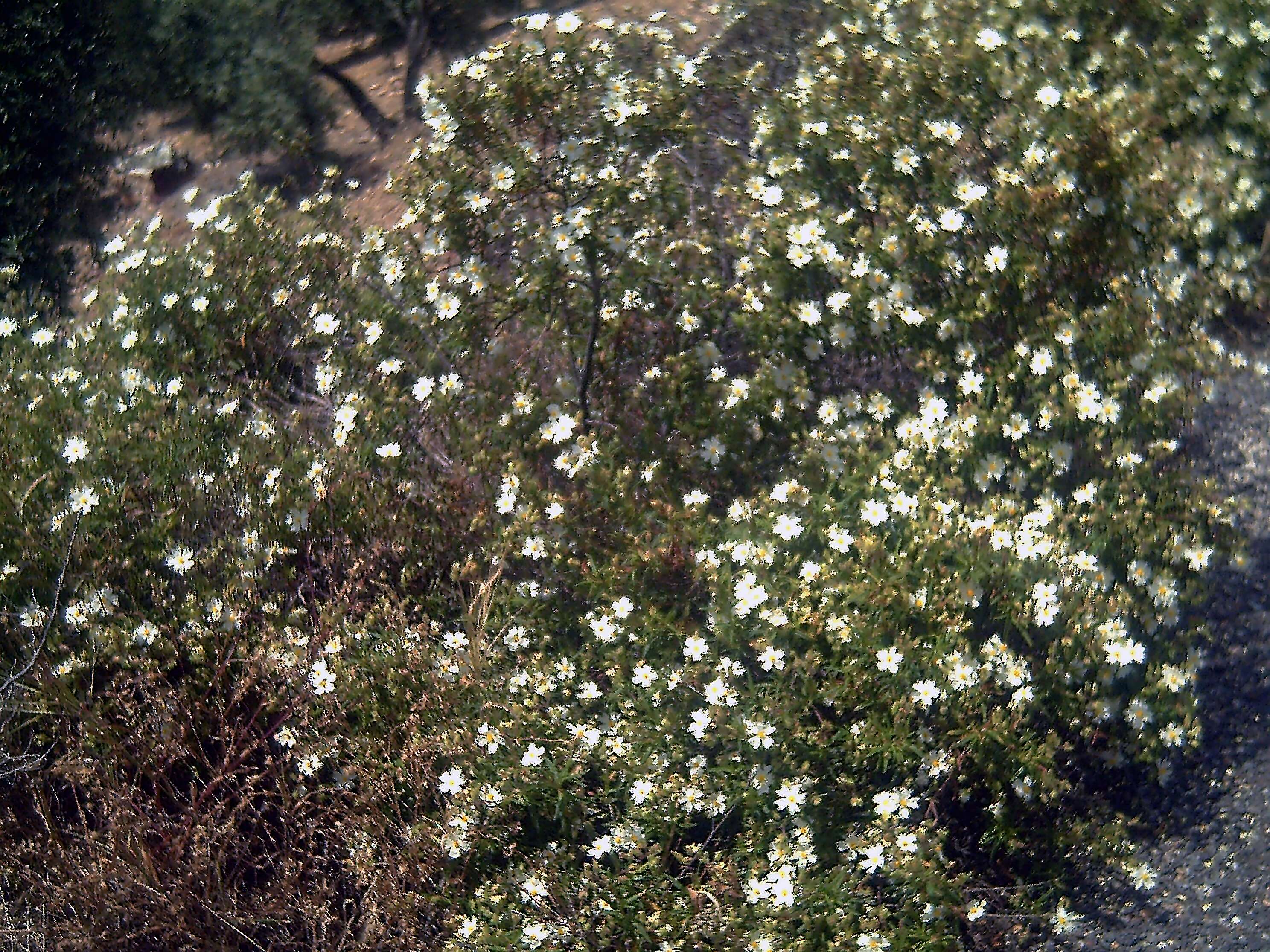 Image of romero macho