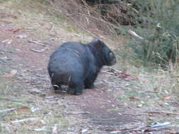 Image of Bare-nosed Wombats