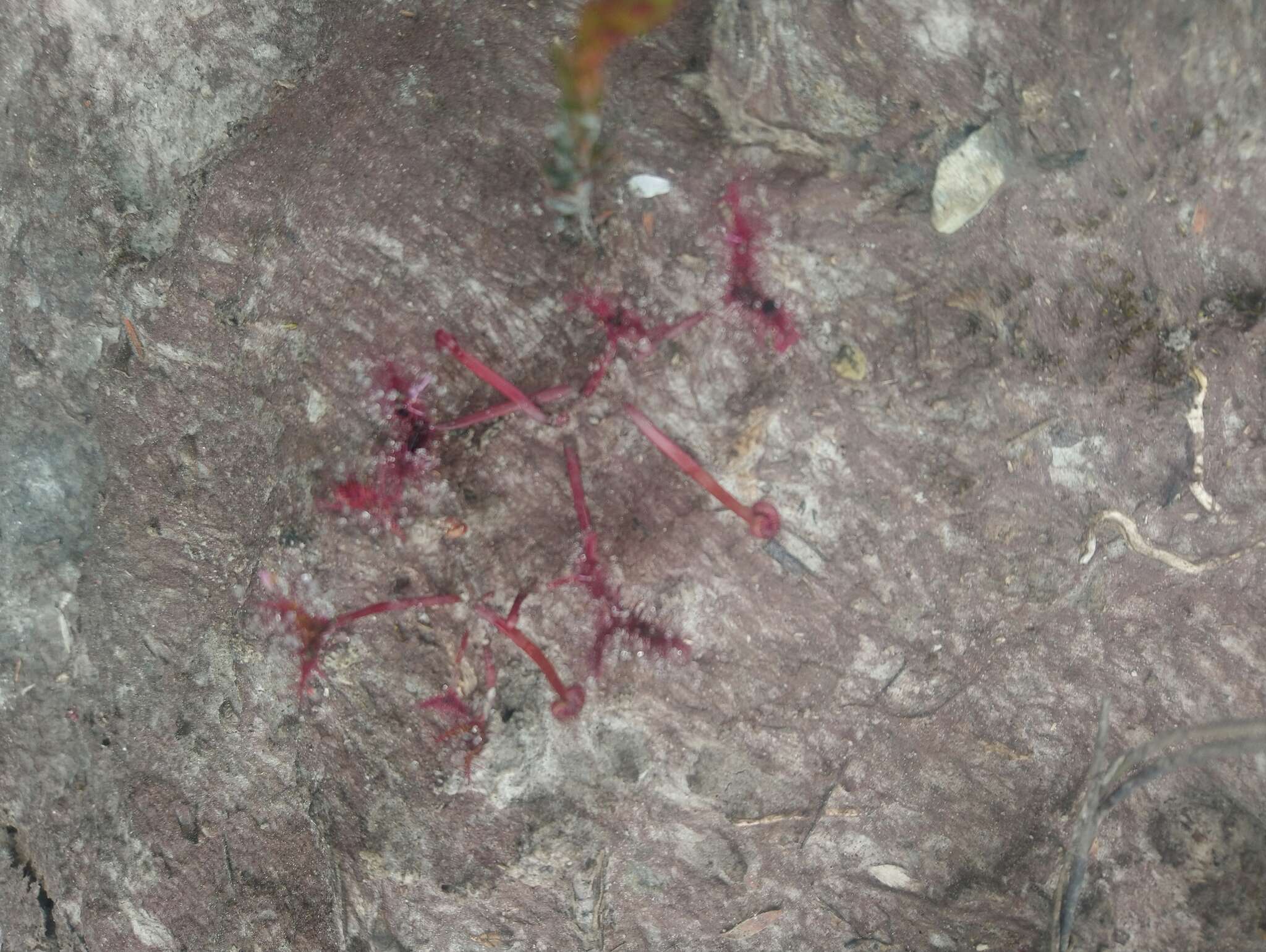 Image of Drosera binata Labill.