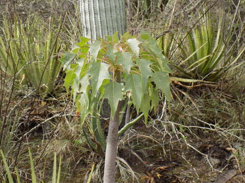 Pittocaulon praecox (Cav.) H. Rob. & Brettell resmi