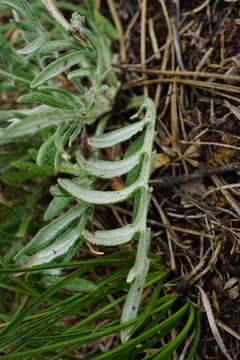 Image of Jurinea mollis (L.) Rchb.