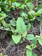 Image of Croton crassifolius Geiseler