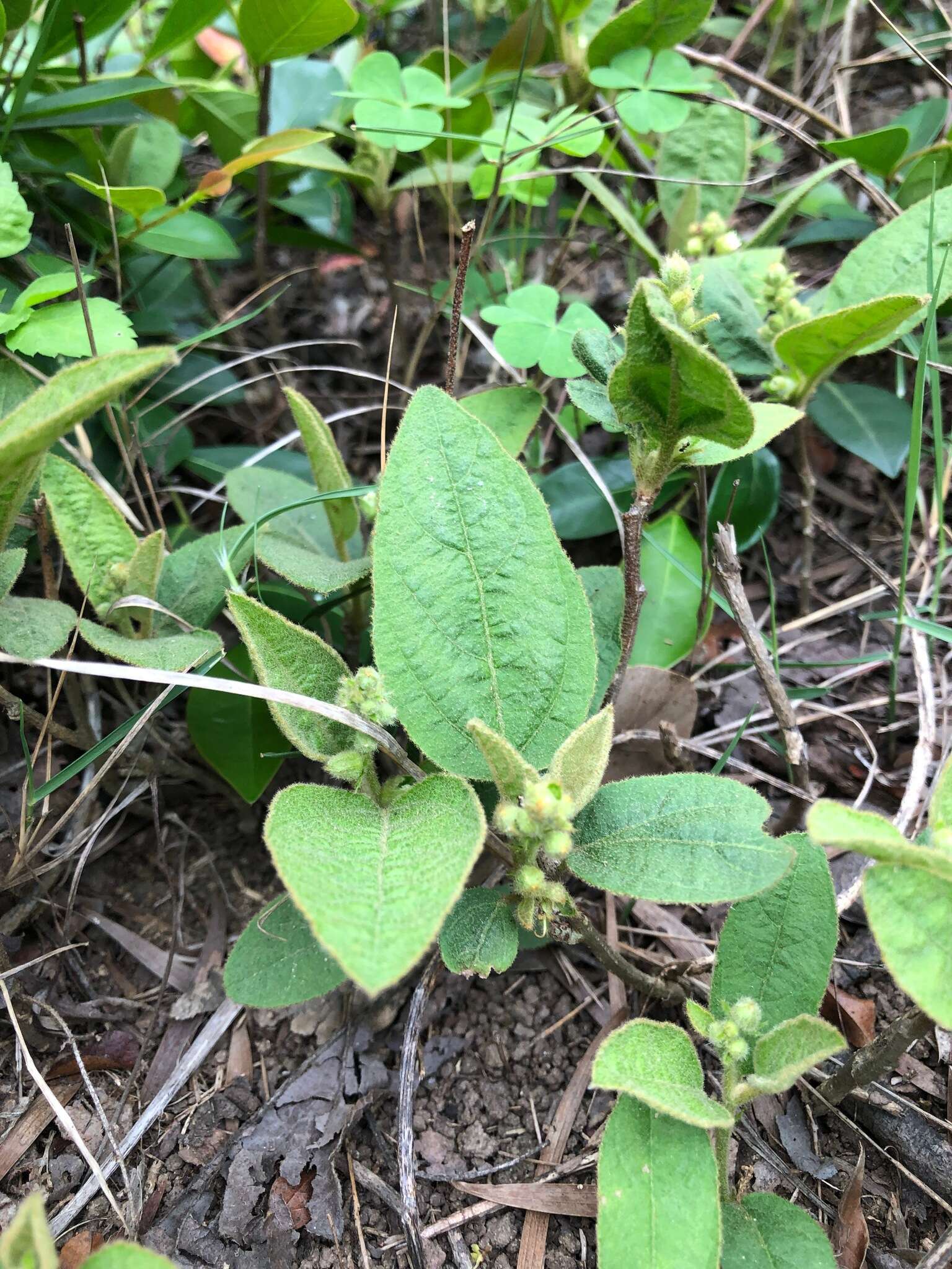 Image of Croton crassifolius Geiseler