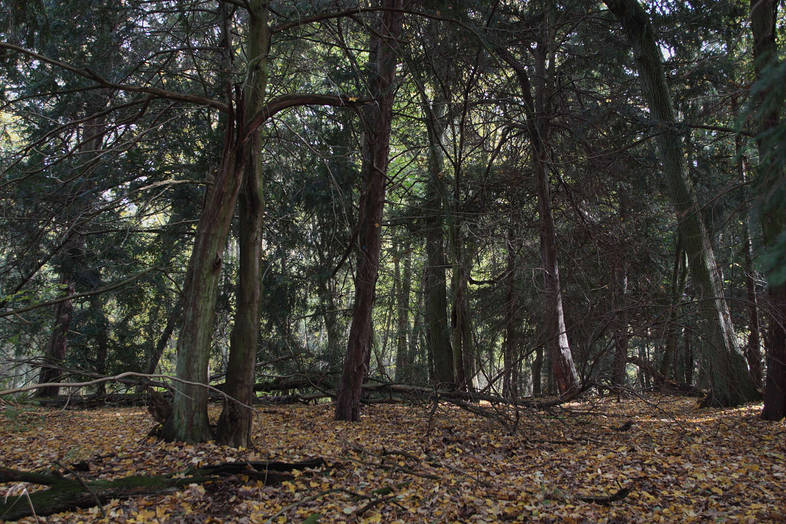 Image of English yew