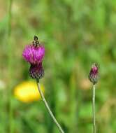 Image of Cirsium pannonicum (L. fil.) Link