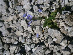 Image of leafless-stemmed speedwell