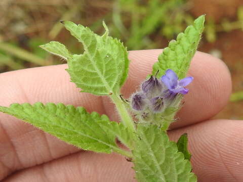 Image of marsypianthes