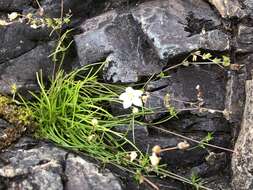 Image of knotted pearlwort