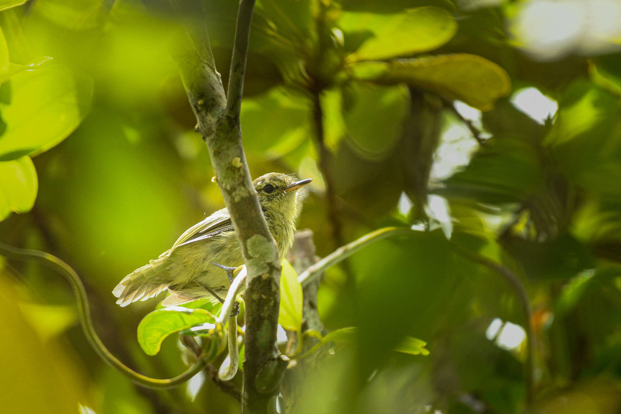 Image of Restinga Tyrannulet