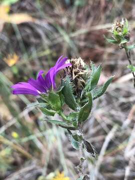 Image of barrens silky aster