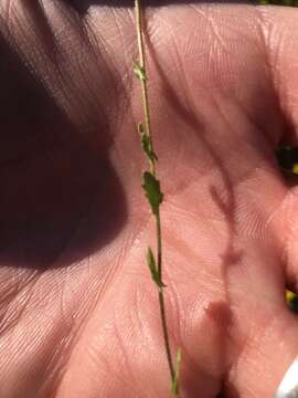 Image of Lescur's bladderpod