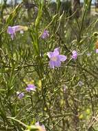 Image de Eremophila drummondii F. Muell.