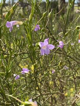 Image de Eremophila drummondii F. Muell.