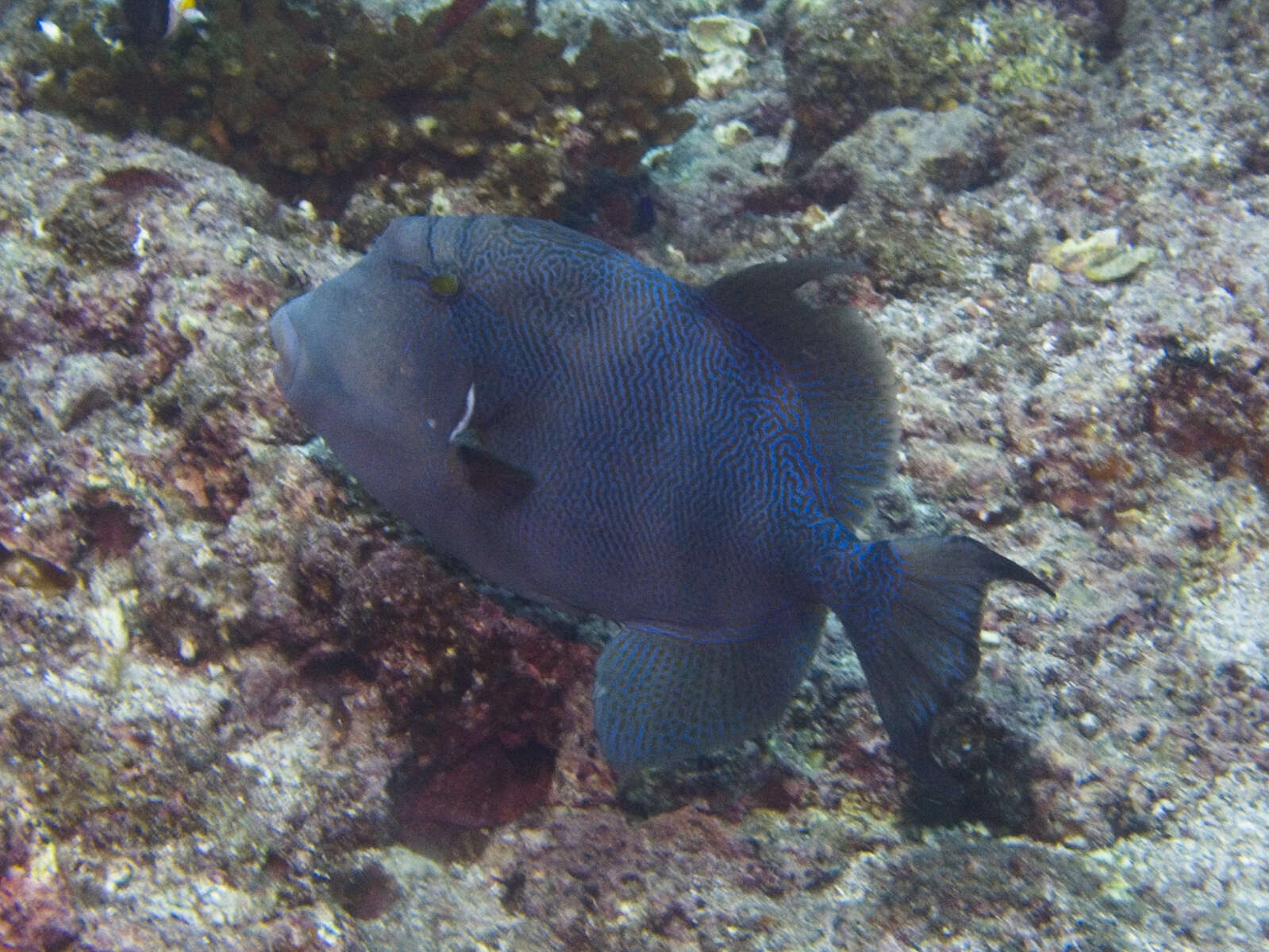 Image of Blunthead triggerfish