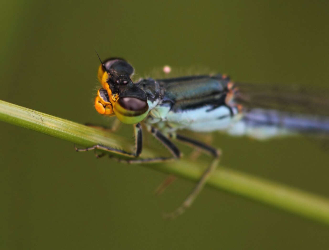 Image of Springwater Sprite