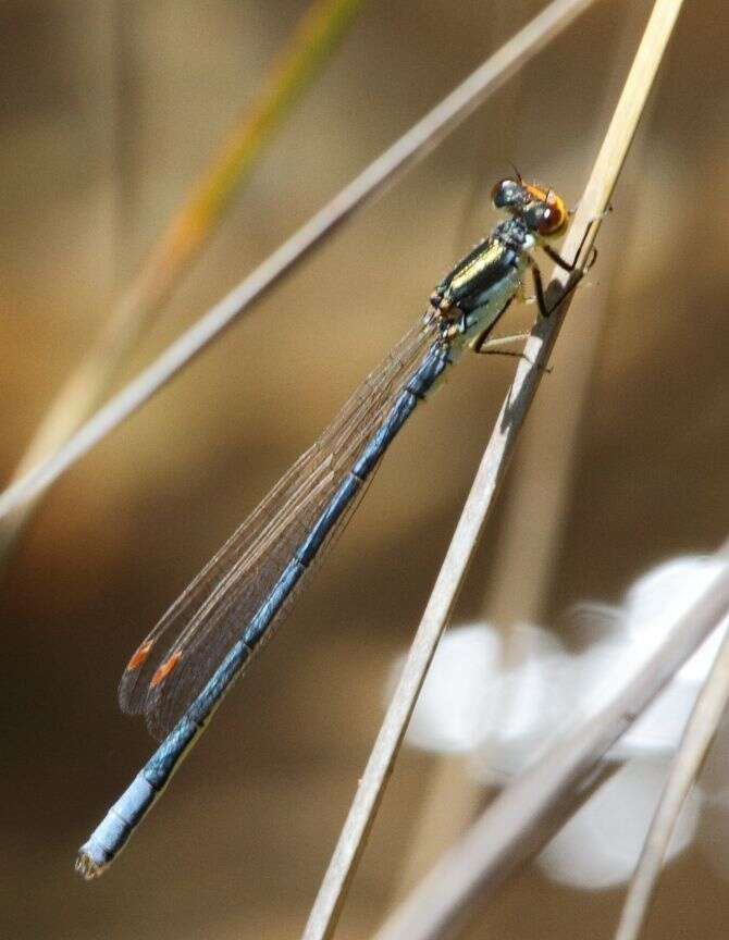 Image of Springwater Sprite