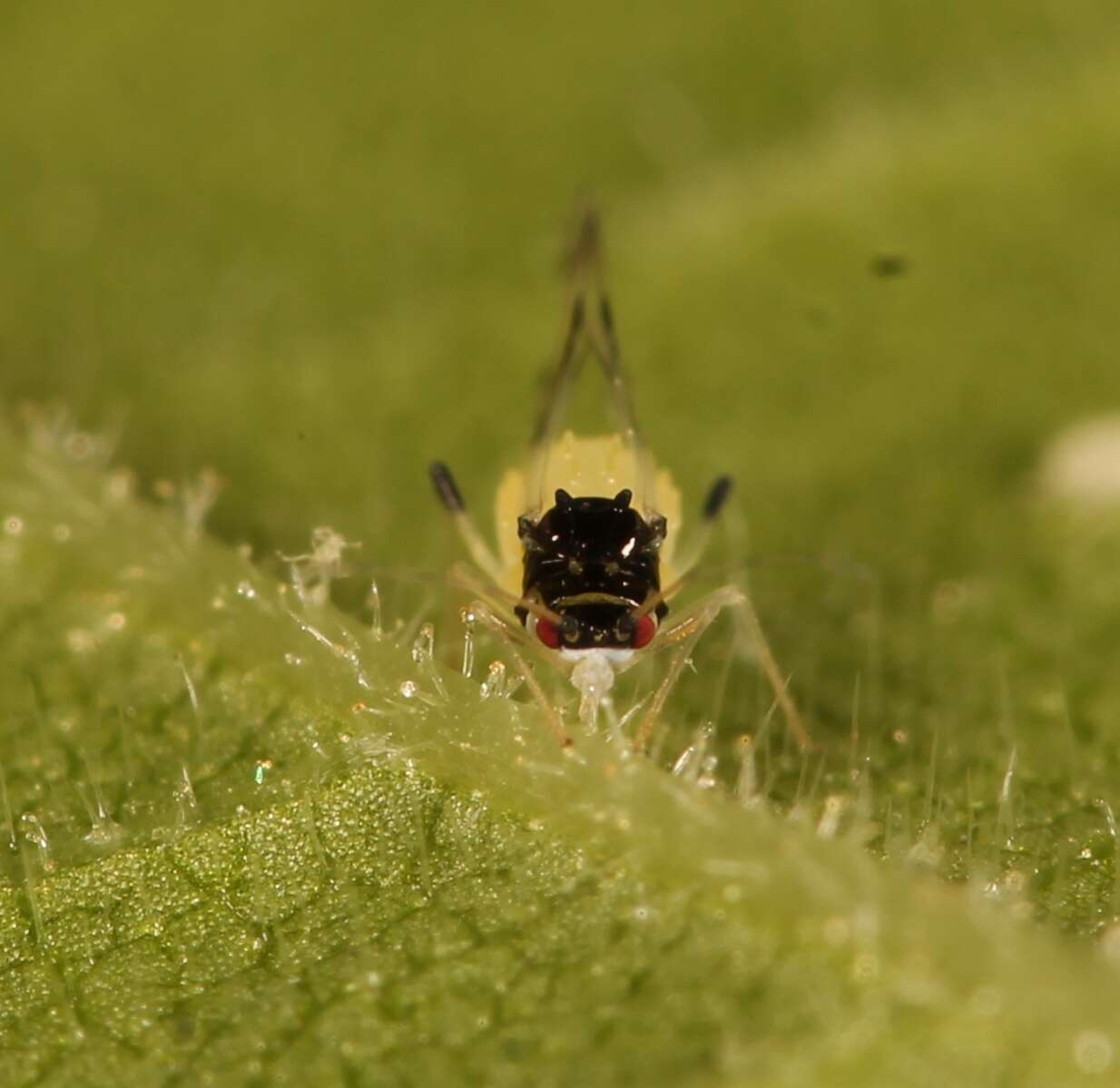 Image of Aphid