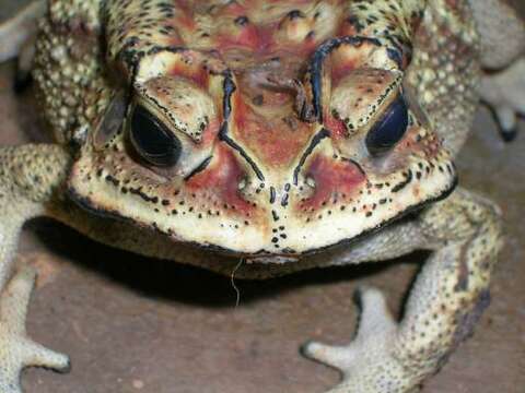 Image of asian black spotted toad