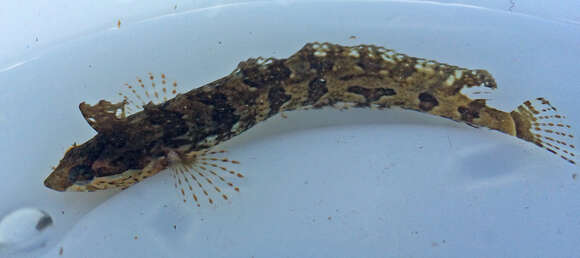 Image of Crevice Kelpfish