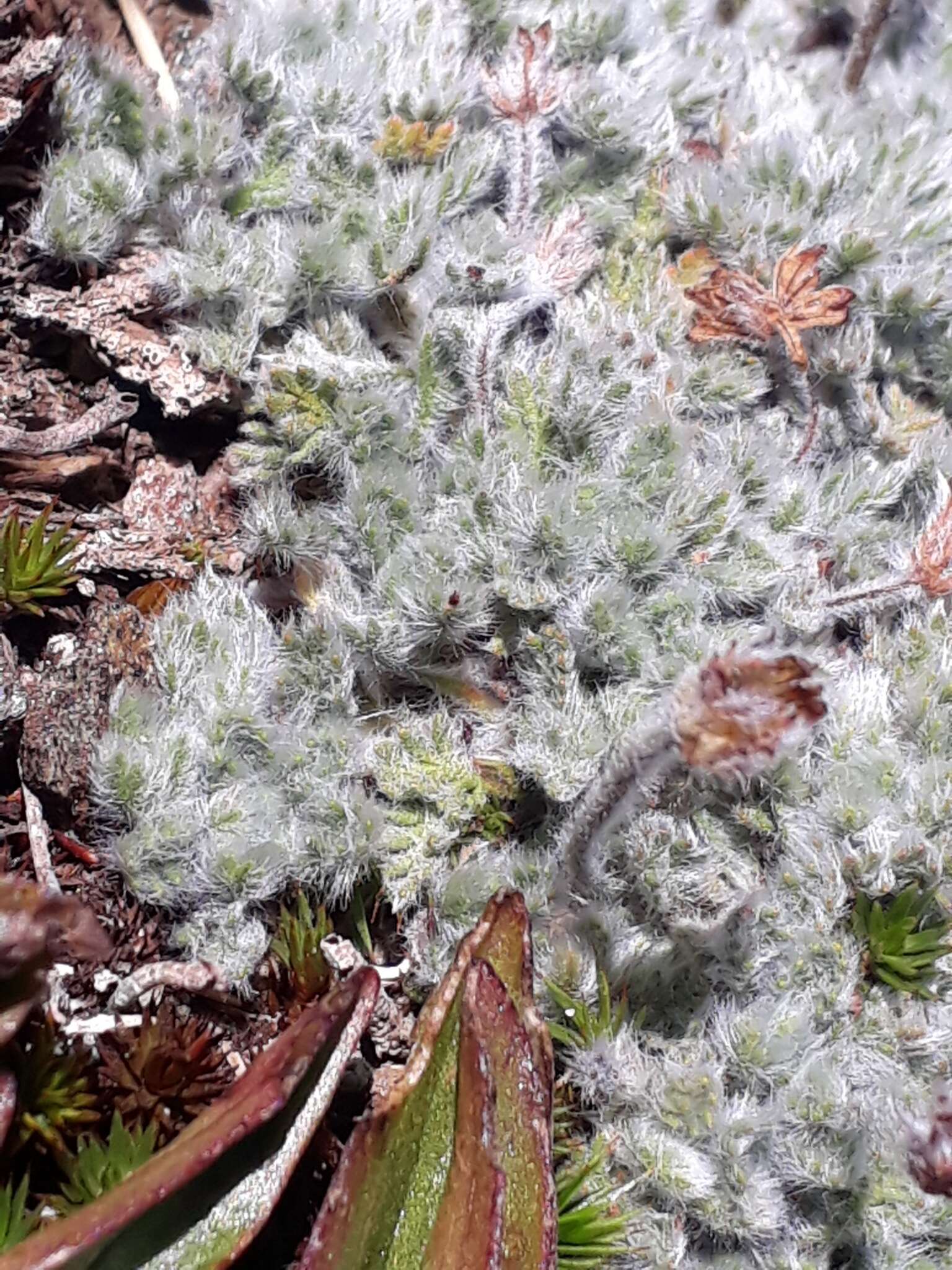 Image of Leptinella albida (D. Lloyd) D. G. Lloyd & C. J. Webb