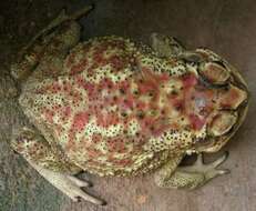 Image of Asian black-spined toad