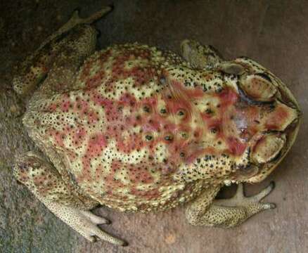 Image of Asian black-spined toad