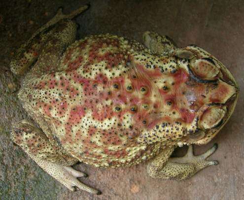 Image of asian black spotted toad