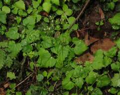 Image of Alpine enchanter’s-nightshade