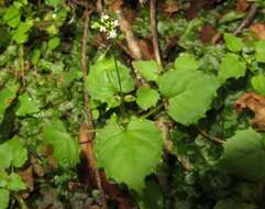 Image of Alpine enchanter’s-nightshade