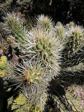 Cylindropuntia imbricata subsp. rosea resmi