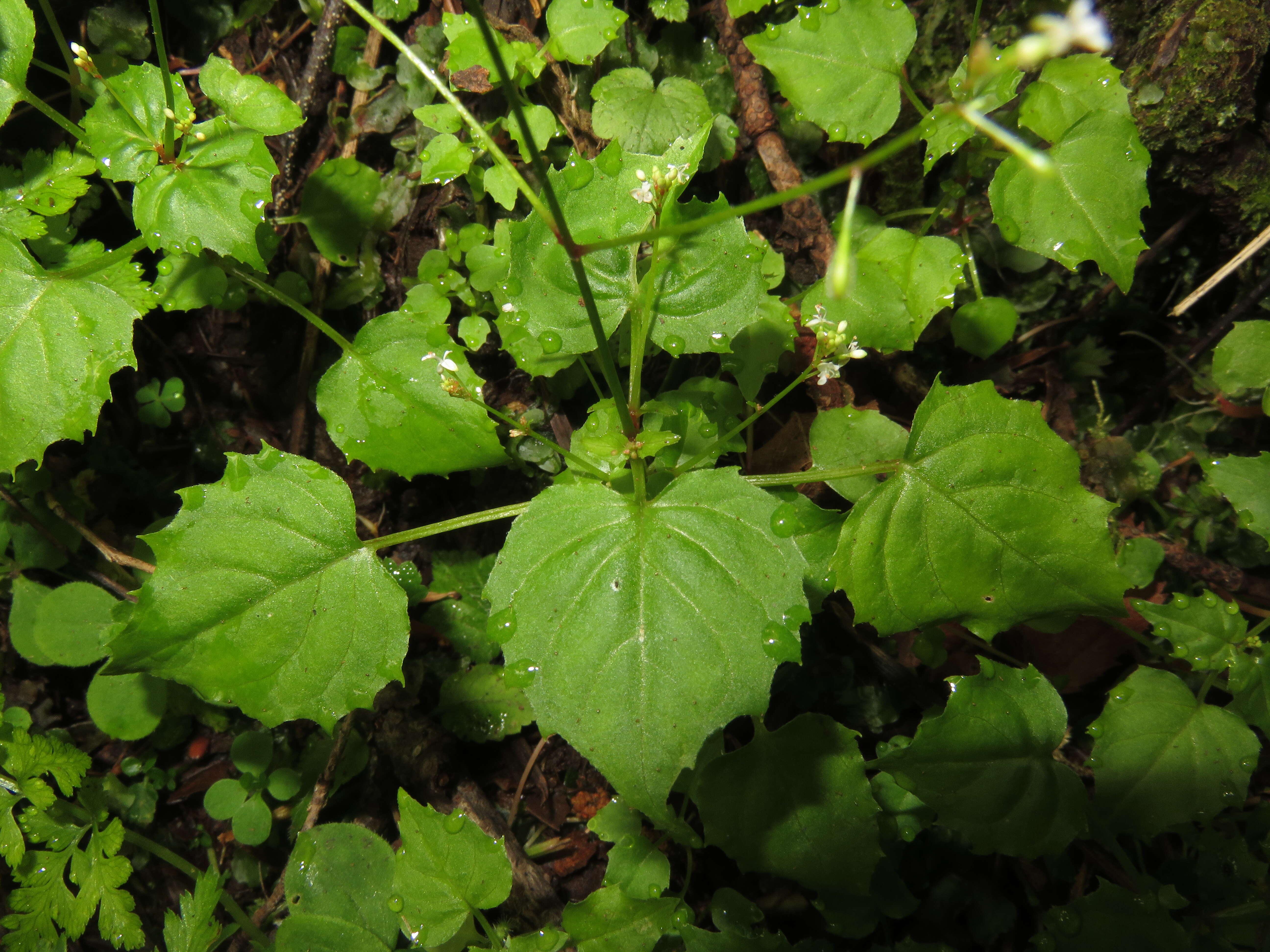 Image of Alpine enchanter’s-nightshade