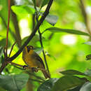 Image of Bonin Honeyeater