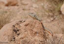 Image of Moroccan Spiny-tailed Lizard
