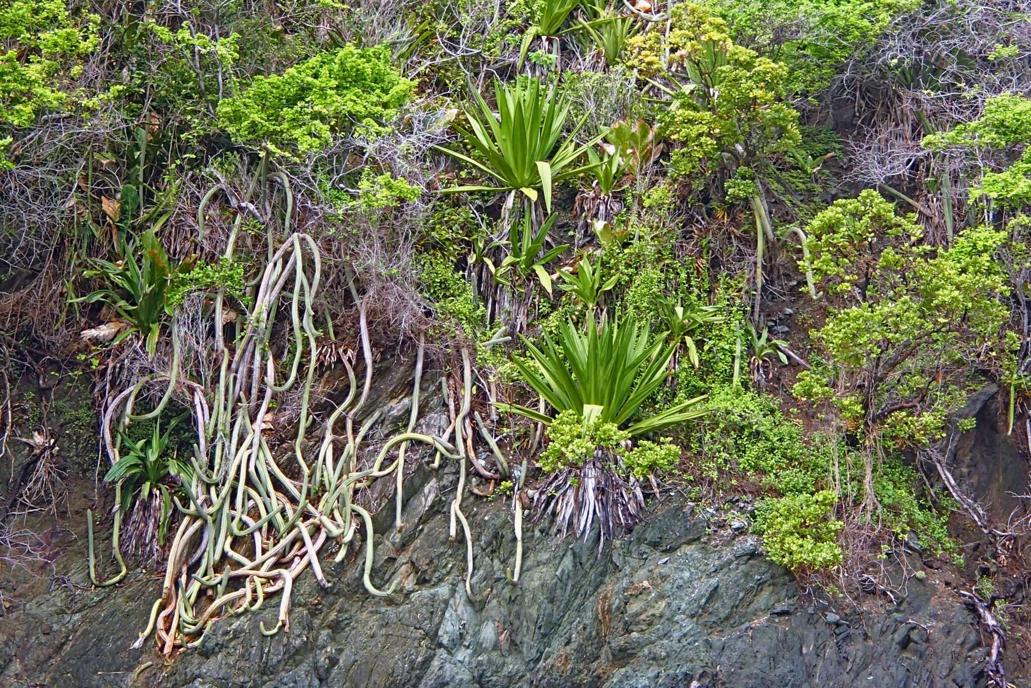 Image of Pilosocereus lanuginosus (L.) Byles & G. D. Rowley