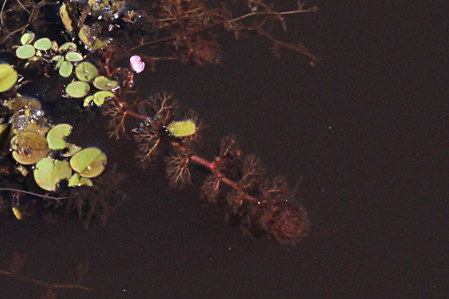 Image of Utricularia hydrocarpa Vahl