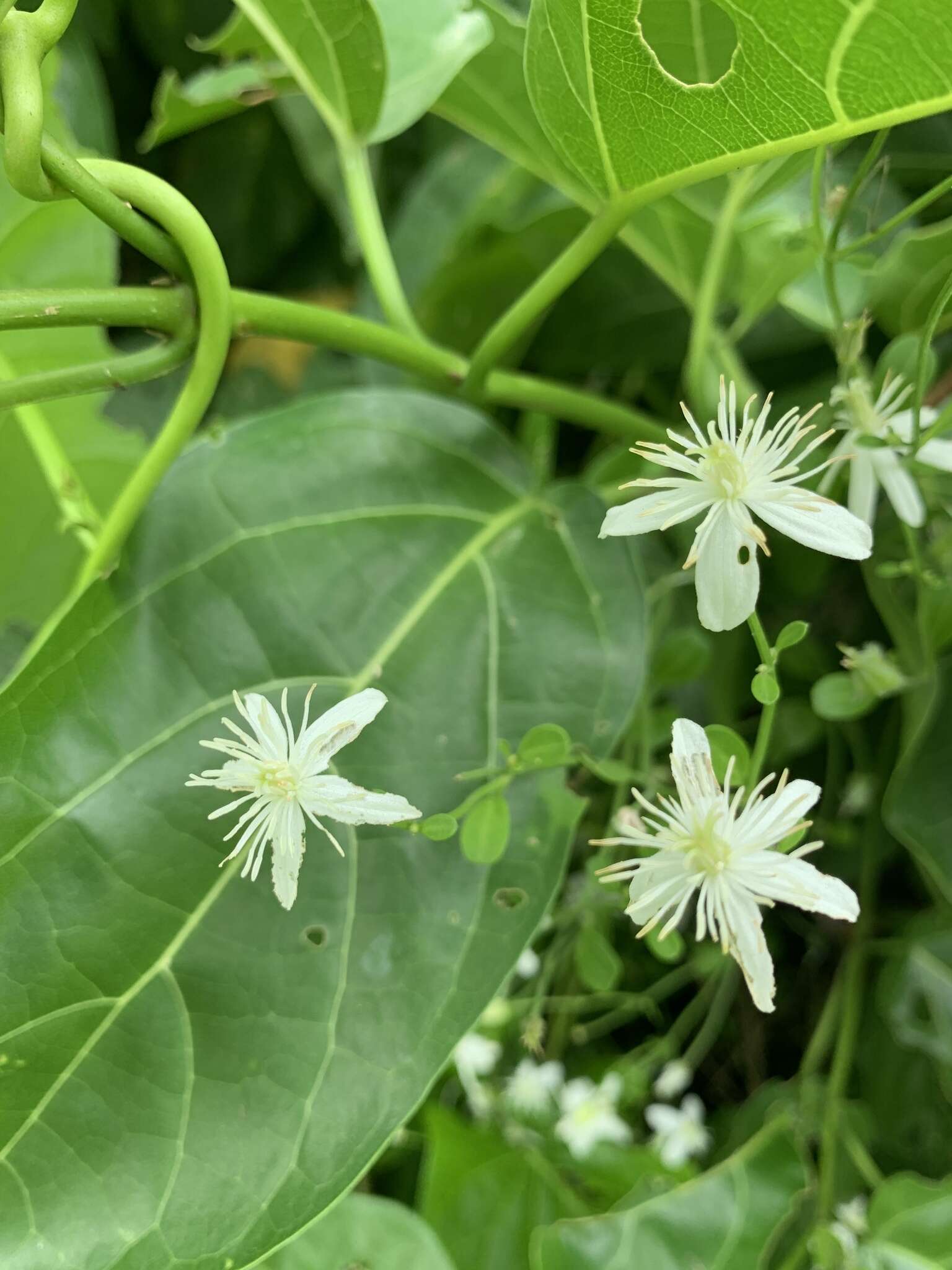 Image of Clematis terniflora var. garanbiensis (Hayata) M. C. Chang