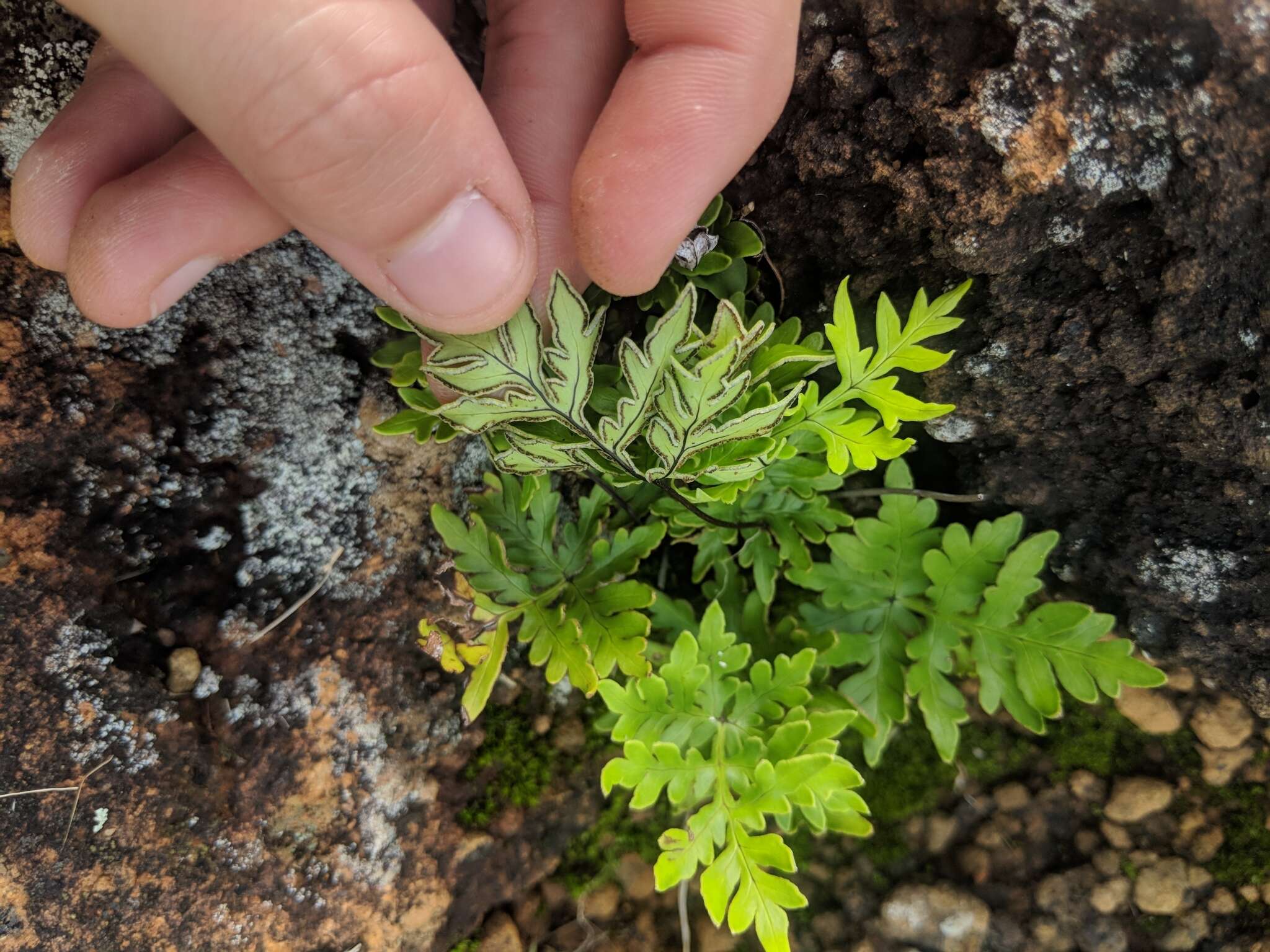 Sivun Doryopteris decipiens (Hook.) J. Sm. kuva