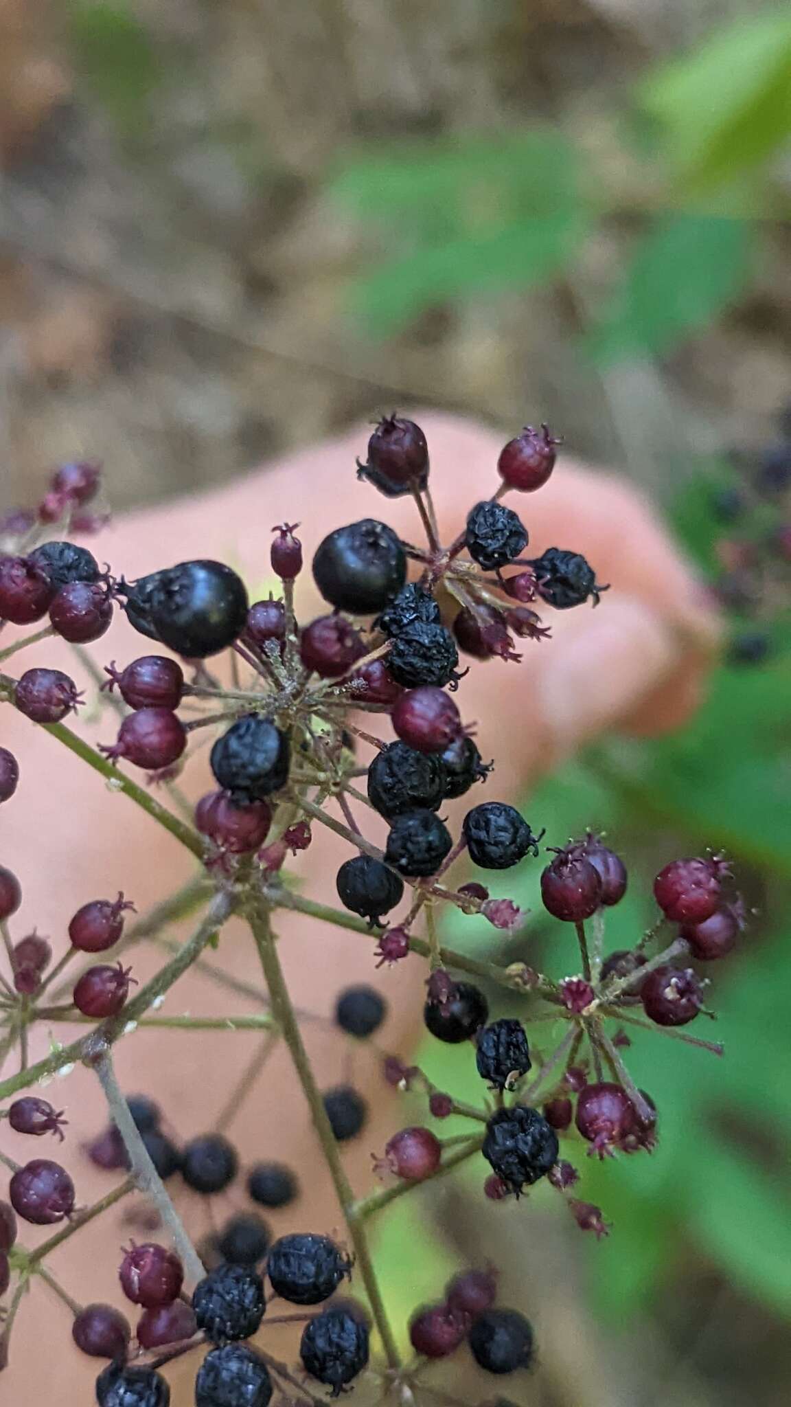 Image of American spikenard