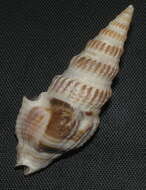 Clathrodrillia gibbosa (Born 1778) resmi