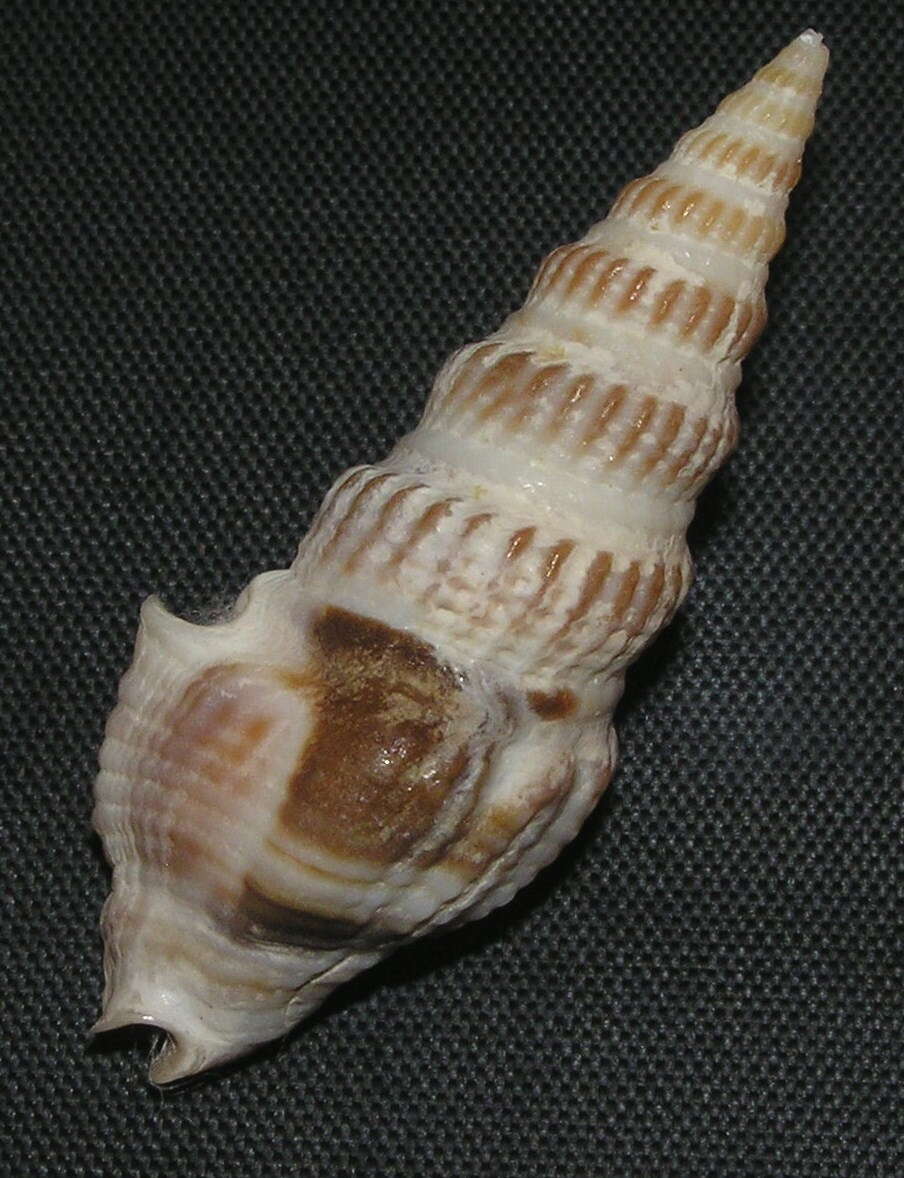 Image of Clathrodrillia gibbosa (Born 1778)