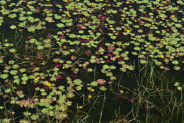 Image of Wavy Marshwort