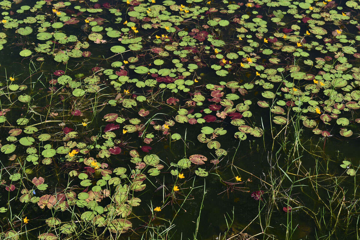 Image of Wavy Marshwort
