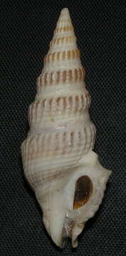 Image of Clathrodrillia gibbosa (Born 1778)